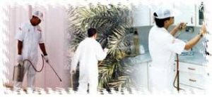 شركه مكافحه الفئران بالخبر